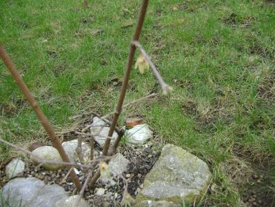 Arbustul zanei (Chimonanthus praecox), flori; 1 mart. 2017
