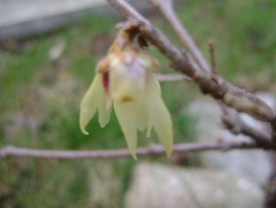 Arbustul zanei (Chimonanthus praecox); 1 mart. 2017
