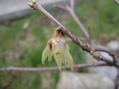 Arbustul zanei (Chimonanthus praecox); 1 mart. 2017
