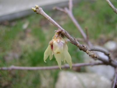 Arbustul zanei (Chimonanthus praecox); 1 mart. 2017
