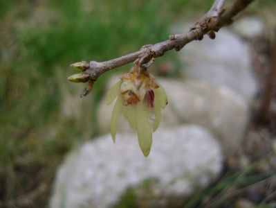 Arbustul zanei (Chimonanthus praecox); 1 mart. 2017
