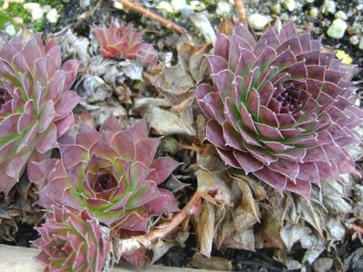 Sempervivum