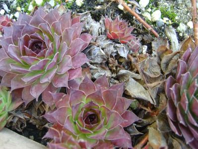 Sempervivum