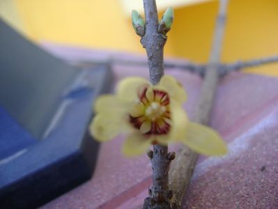 Arbustul zanei (Chimonanthus praecox)