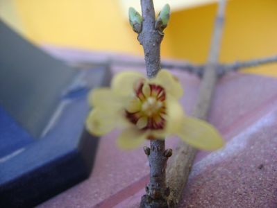 Arbustul zanei (Chimonanthus praecox)