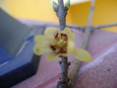 Arbustul zanei (Chimonanthus praecox)