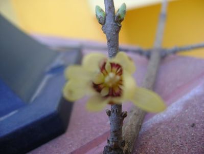 Arbustul zanei (Chimonanthus praecox)