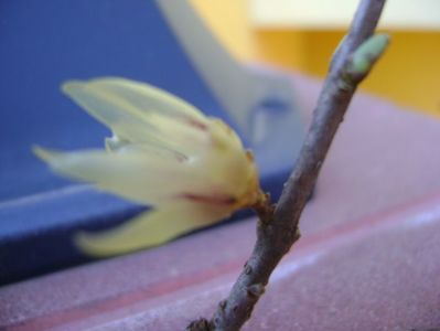 Arbustul zanei (Chimonanthus praecox)