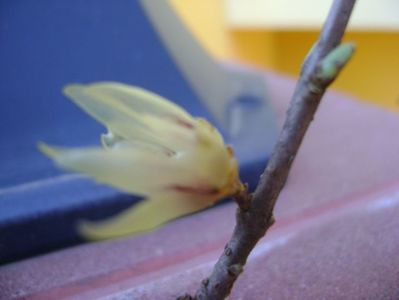 Arbustul zanei (Chimonanthus praecox)