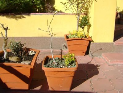 Magnolia stellata, prebonsai