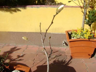 Magnolia stellata, prebonsai