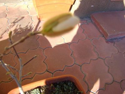 Magnolia stellata, prebonsai