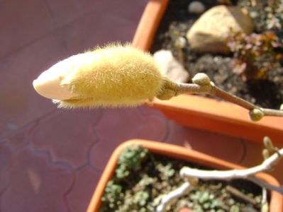 Magnolia stellata, prebonsai