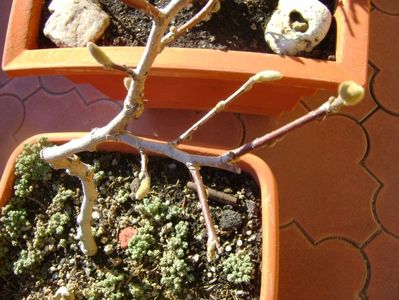 Magnolia stellata, prebonsai