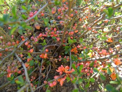 Gutui japonez (Chaenomeles japonica)