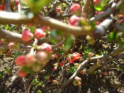 Gutui japonez (Chaenomeles japonica)