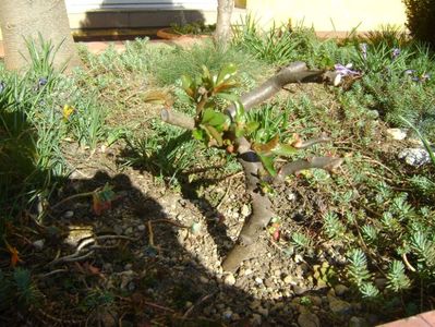 Gutui japonez (Chaenomeles japonica), prebonsai