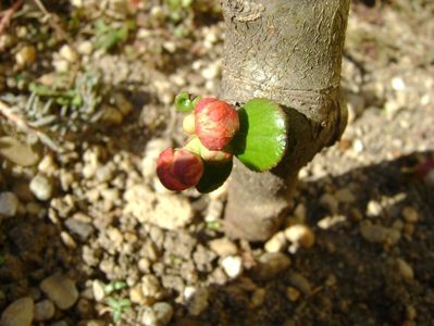 Gutui japonez, prebonsai, boboci