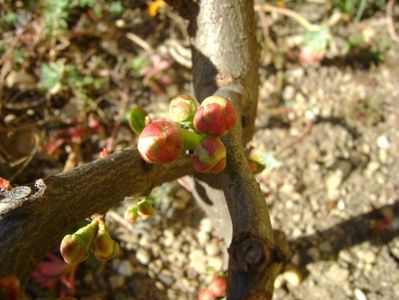 Gutui japonez, prebonsai, boboci