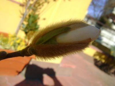 Magnolia stellata; 21 mart. 2017
