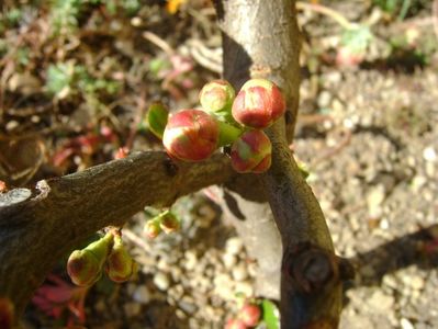 Gutui japonez (Chaenomeles japonica), prebonsai; 21 mart. 2017
