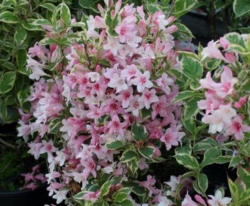 weigelia-variegata-