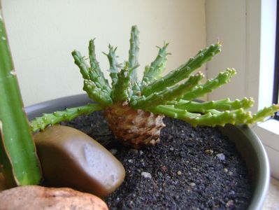 Euphorbia flanagani