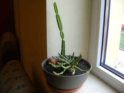 Euphorbia flanagani & Cissus quadrangularis