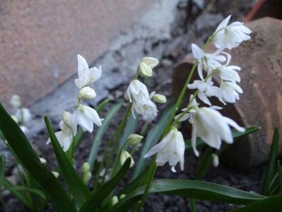 scilla siberica alba