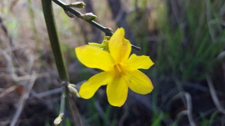 Iasomia de iarna; Prima floricica
