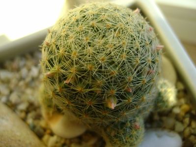 Mammillaria schiedeana ssp. giselae