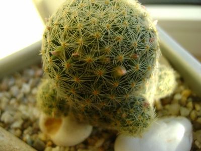 Mammillaria schiedeana ssp. giselae