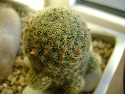 Mammillaria schiedeana ssp. giselae