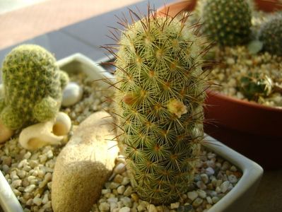 Mammillaria microhelia