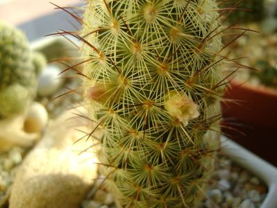 Mammillaria microhelia