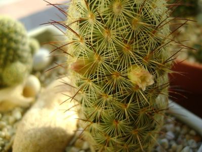 Mammillaria microhelia