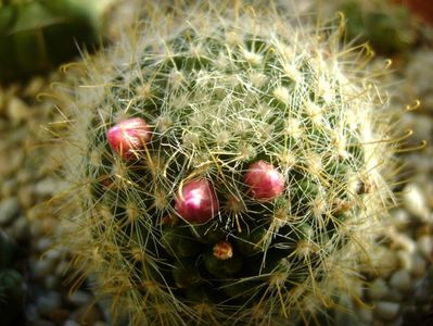 Mammillaria zeilmanniana, boboci; a doua inflorire
