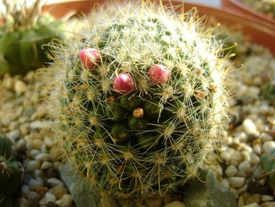 Mammillaria zeilmanniana; a doua inflorire
