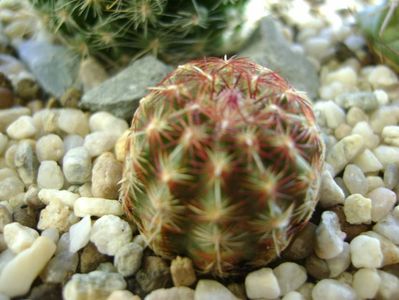 Echinocereus viridiflora