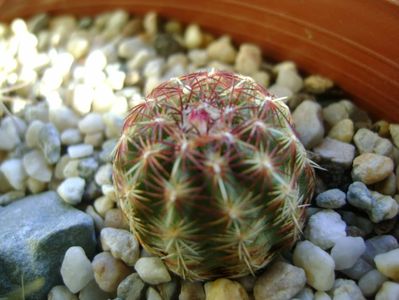 Echinocereus viridiflora