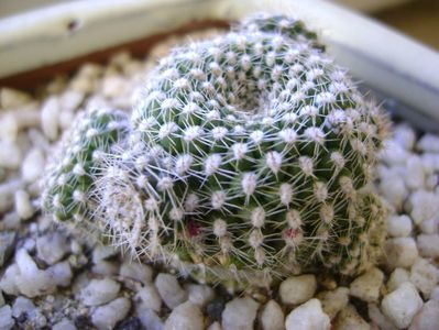 Rebutia krainziana, boboci