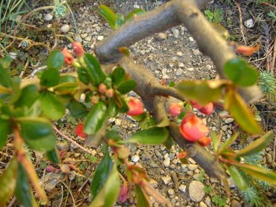 Gutui japonez, prebonsai