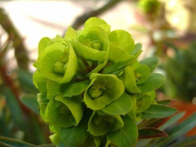 Euphorbia amygdaloides flori