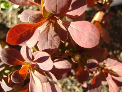 Berberis rosu