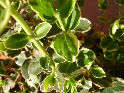 Euonymus fortunei emerald, frunze noi