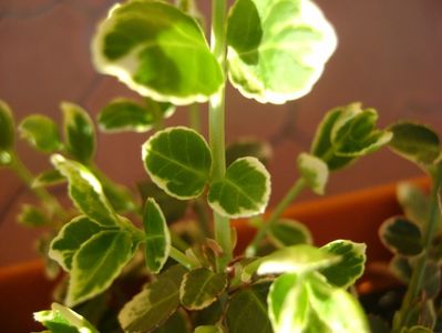 Euonymus fortunei emerald, frunze noi