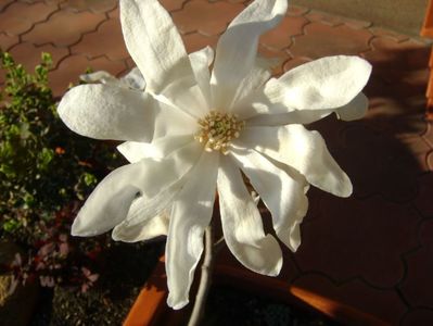 Magnolia stellata