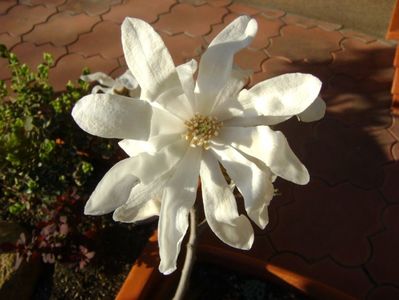 Magnolia stellata