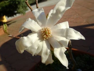 Magnolia stellata