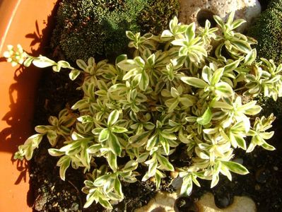 Arabis ferdinandi-coburgi variegata, boboci